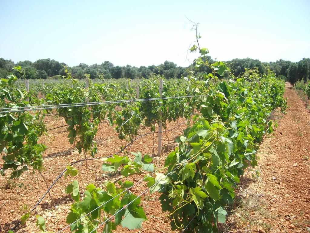 Masseria Nuova Francavilla Fontana Exteriör bild