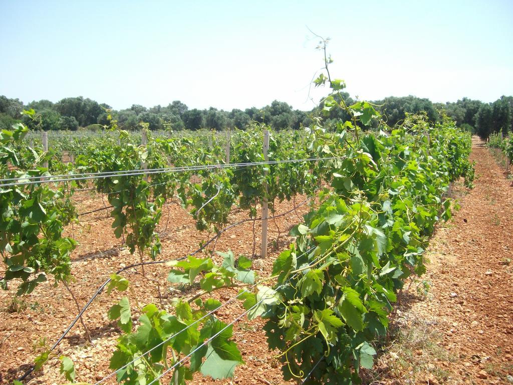 Masseria Nuova Pensionat San Marzano di San Giuseppe Exteriör bild