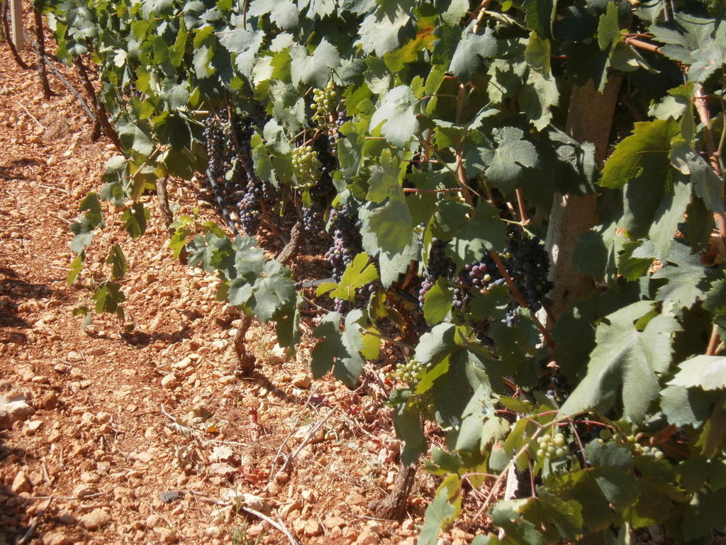 Masseria Nuova Pensionat San Marzano di San Giuseppe Exteriör bild