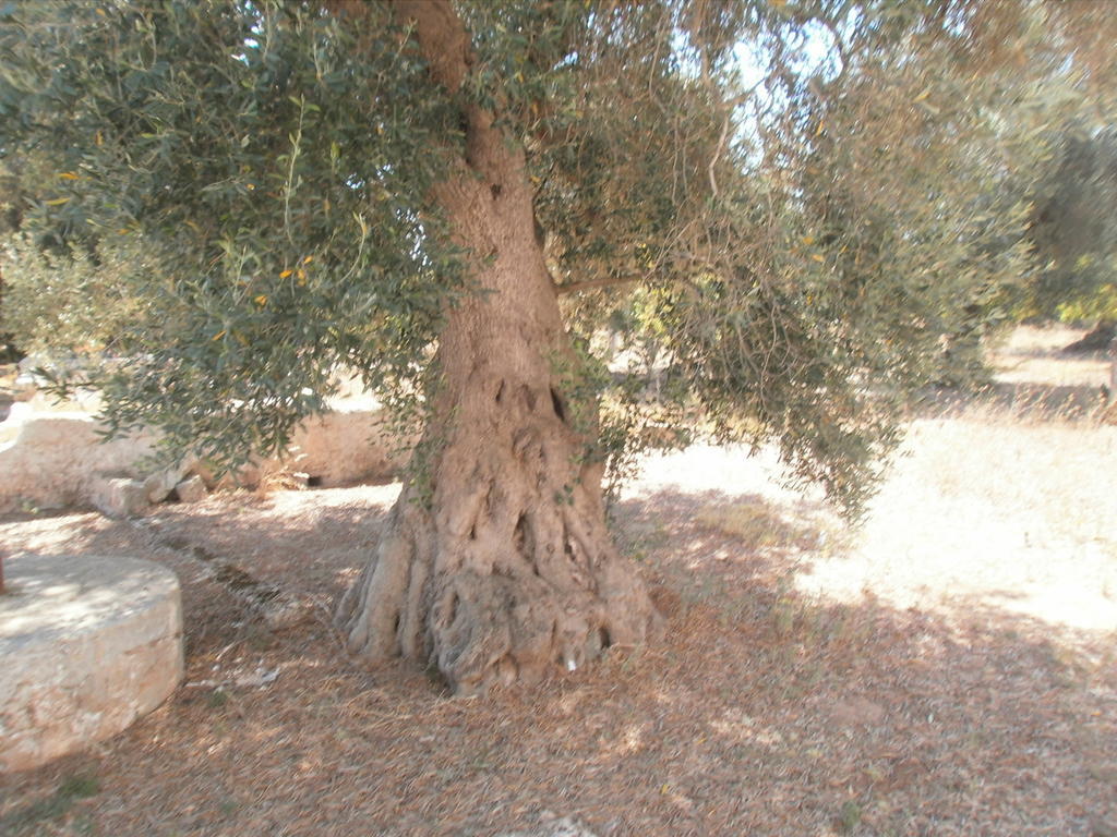 Masseria Nuova Pensionat San Marzano di San Giuseppe Exteriör bild