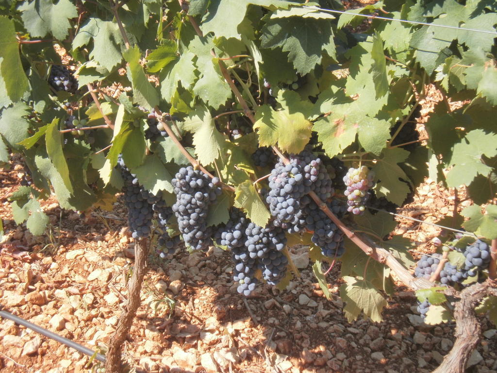 Masseria Nuova Pensionat San Marzano di San Giuseppe Exteriör bild