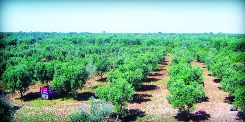 Masseria Nuova Pensionat San Marzano di San Giuseppe Exteriör bild